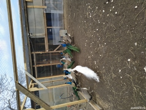 vand pauni albastri si umar negru - imagine 5 vand pauni albastri si umar negru - imagine 5