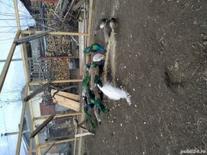 vand pauni albastri si umar negru - imagine 3 vand pauni albastri si umar negru - imagine 3