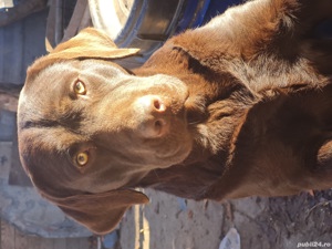 Labrador Retriever Aurii și Negru masculi disponibili imediat. - imagine 5
