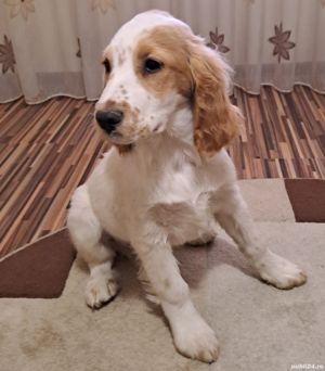 Vand cocker spaniel - imagine 2