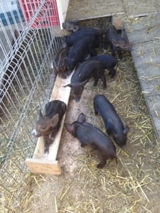 porci iberici - imagine 4