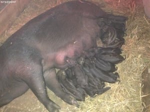 porci iberici - imagine 2