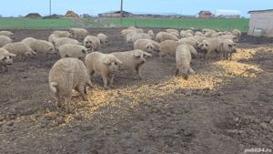Vand  porci  scrofite  din rasa mangalita cu origine de la 50-100 kg - imagine 5