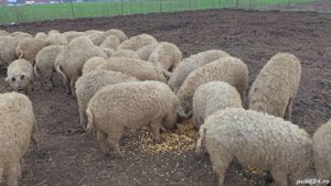 Vand  porci  scrofite  din rasa mangalita cu origine de la 50-100 kg - imagine 2