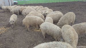 Vand  porci  scrofite  din rasa mangalita cu origine de la 50-100 kg - imagine 3