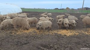 Vand  porci  scrofite  din rasa mangalita cu origine de la 50-100 kg - imagine 8