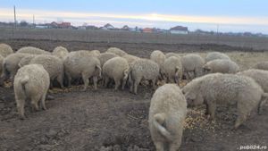 Vand  porci  scrofite  din rasa mangalita cu origine de la 50-100 kg - imagine 6