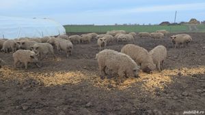 Vand  porci  scrofite  din rasa mangalita cu origine de la 50-100 kg - imagine 10
