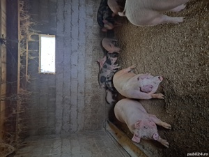 Porci purcei de la 20 kg la 300 kg - imagine 4