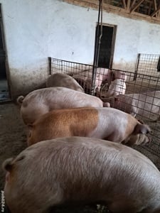 Porci purcei de la 20 kg la 300 kg - imagine 2