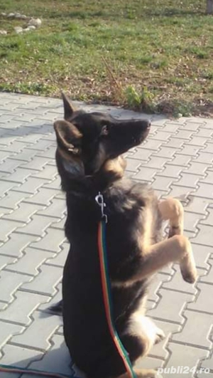 Dresaj canin sportiv - imagine 3
