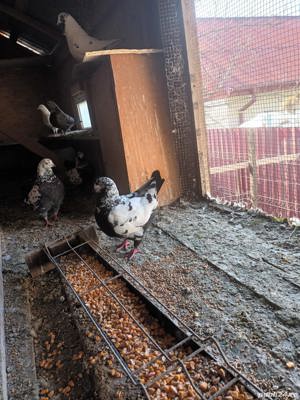 Porumbei king si voltati - imagine 3