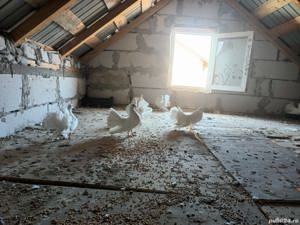 Porumbei king si voltati