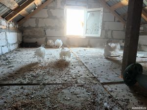 Porumbei king si voltati - imagine 4