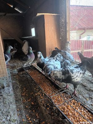 Porumbei king si voltati - imagine 2