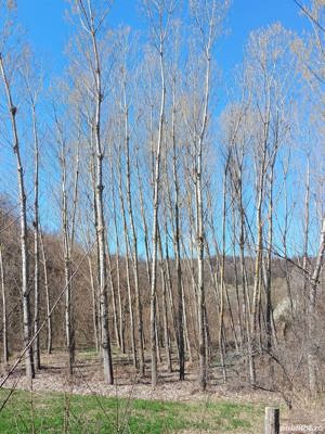 Lemn de plop canadian - imagine 2