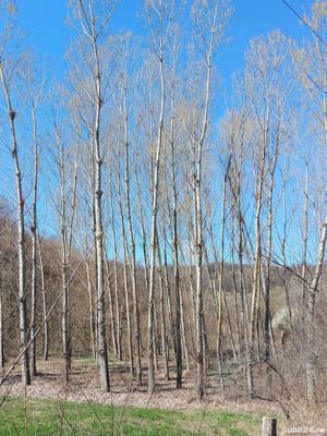 Lemn de plop canadian