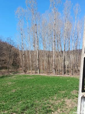 Lemn de plop canadian - imagine 4