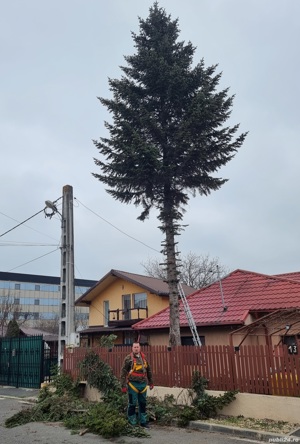 Dobor si toaletez pomi - imagine 2