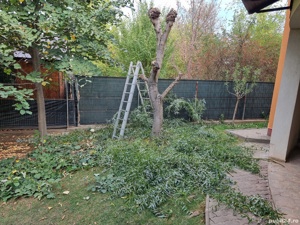 Dobor si toaletez pomi - imagine 5