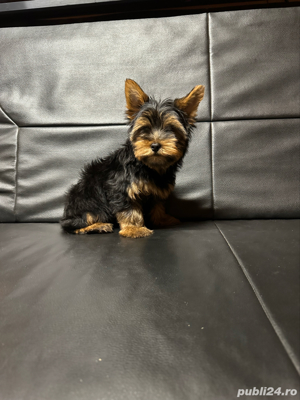 Yorkshire terrier mini toy - imagine 2