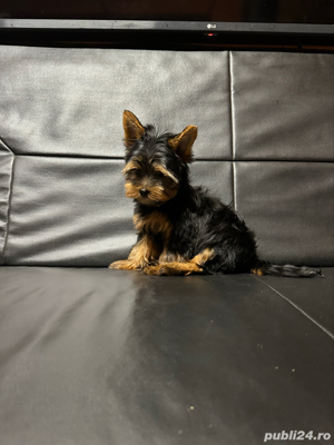 Yorkshire terrier mini toy - imagine 5