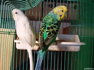 Papagai perusi ( perechi) - imagine 2