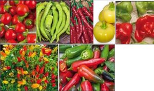 30seminte ardei iute - pentru consum proaspat si planta decorativa - imagine 3