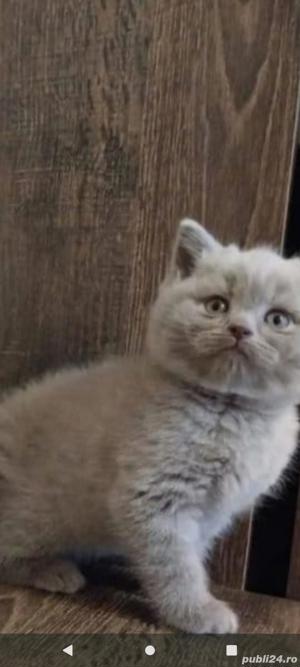 Pisoi Scottish fold  - imagine 2