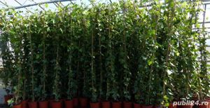 Iedera helix gard viu vesnic verde -100 buc - imagine 5