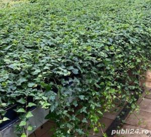 Iedera helix gard viu vesnic verde -100 buc - imagine 4