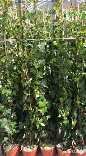 Iedera helix gard viu vesnic verde -100 buc - imagine 8