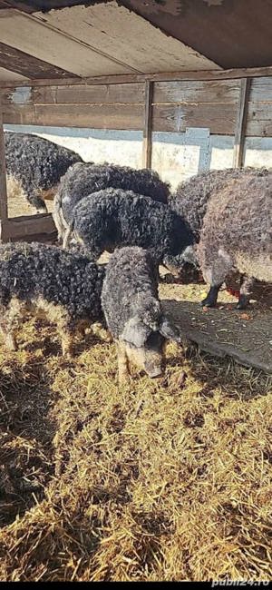 mangalita de vansare disponibil purcei si scrofite de prasila  la 400 roni bucata - imagine 3