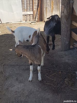 ied iezi Capra Tap - imagine 5