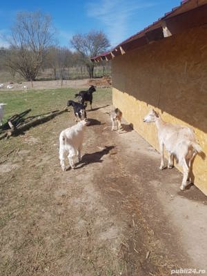 ied iezi Capra Tap - imagine 2