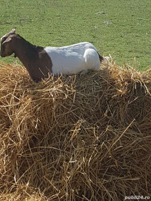 ied iezi Capra Tap - imagine 4