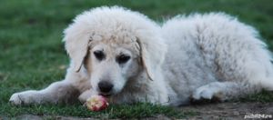 Catei ciobanesc unguresc Kuvasz - imagine 2