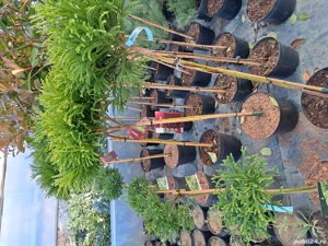 Plante ornamentale  - imagine 7