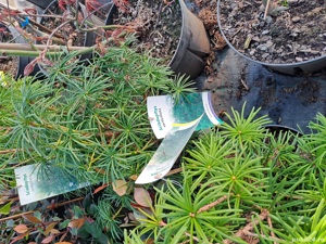 Plante ornamentale  - imagine 4