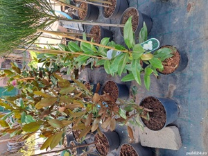 Plante ornamentale  - imagine 3