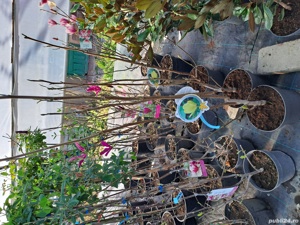 Plante ornamentale  - imagine 2