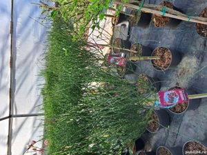 Plante ornamentale  - imagine 9