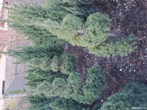 Plante ornamentale  - imagine 8