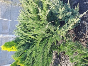 Plante ornamentale  - imagine 10