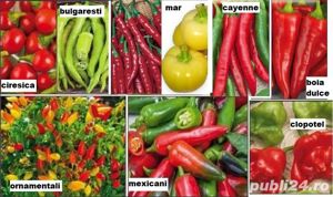 30seminte ardei iute - pentru consum proaspat si planta decorativa