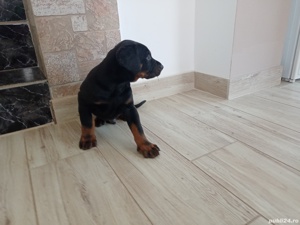 Pui Dobermann pischer