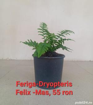 Plante ornamentale - imagine 7