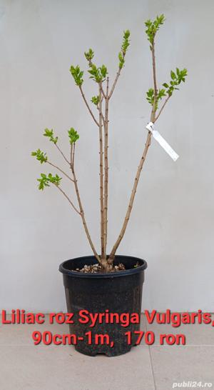 Plante ornamentale - imagine 2