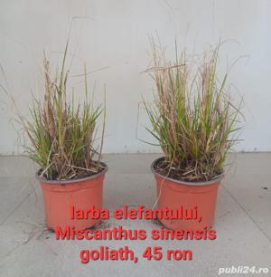 Plante ornamentale - imagine 8