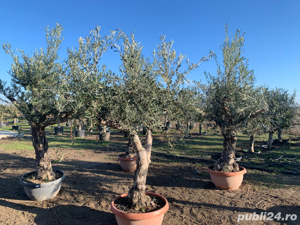 Maslini Olea Europaea